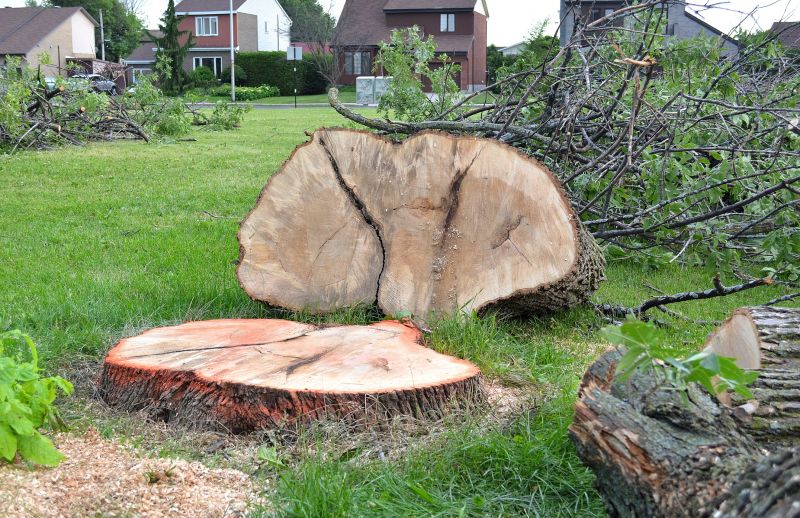 Benefits Of Removing Tree Stumps From Commercial Properties
