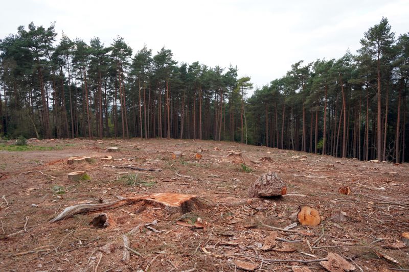 Benefits Of Removing Tree Stumps From Commercial Properties