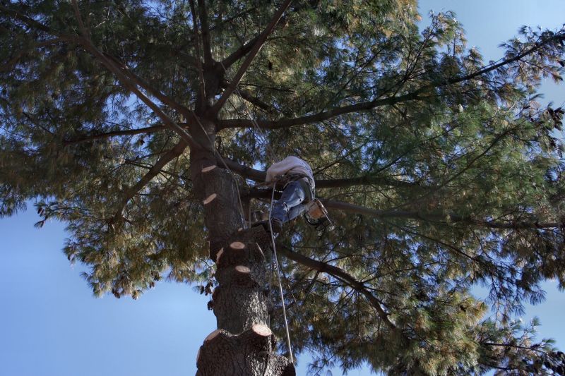 Bethlehem Pennsylvania Regular Tree Trimming Benefits