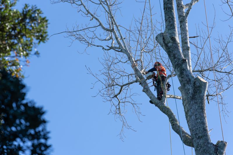 Bethlehem Pennsylvania Regular Tree Trimming Benefits