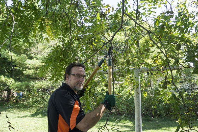 Bethlehem Pennsylvania Regular Tree Trimming Benefits