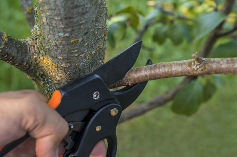 Bethlehem Pennsylvania Regular Tree Trimming Benefits