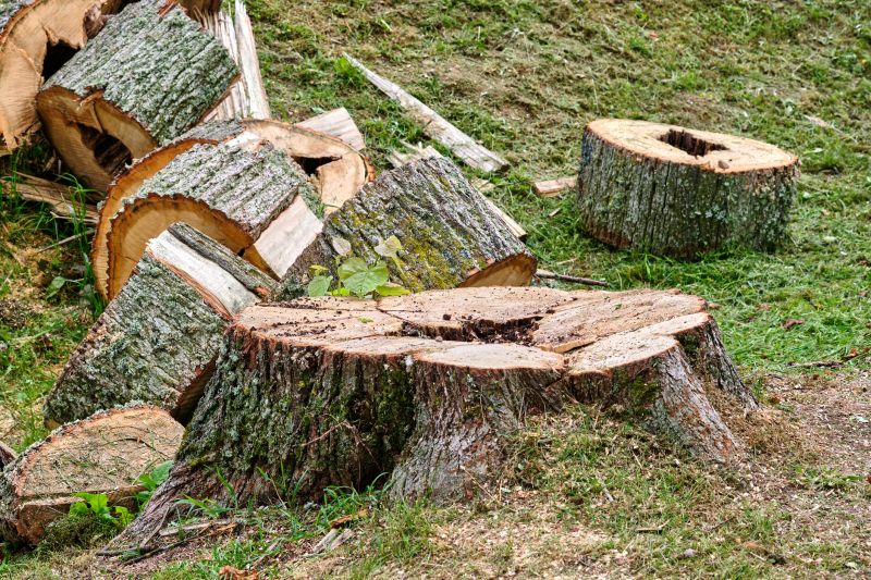 Commercial Tree Stump Removal
