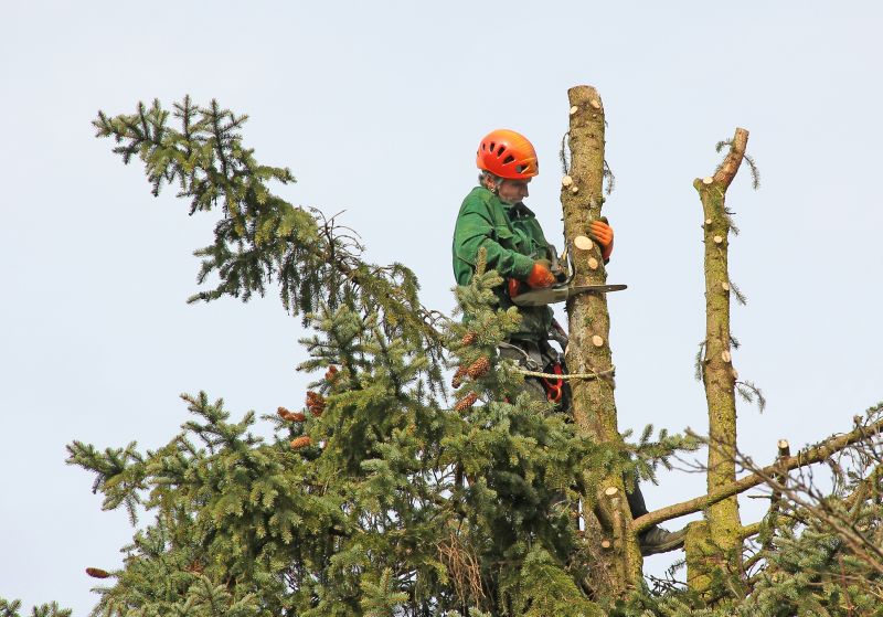 Commercial Tree Trimming