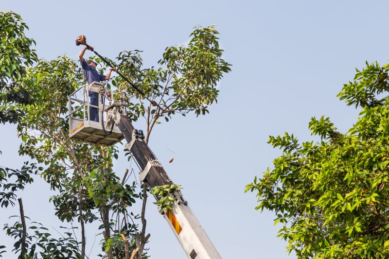 Commercial Tree Trimming
