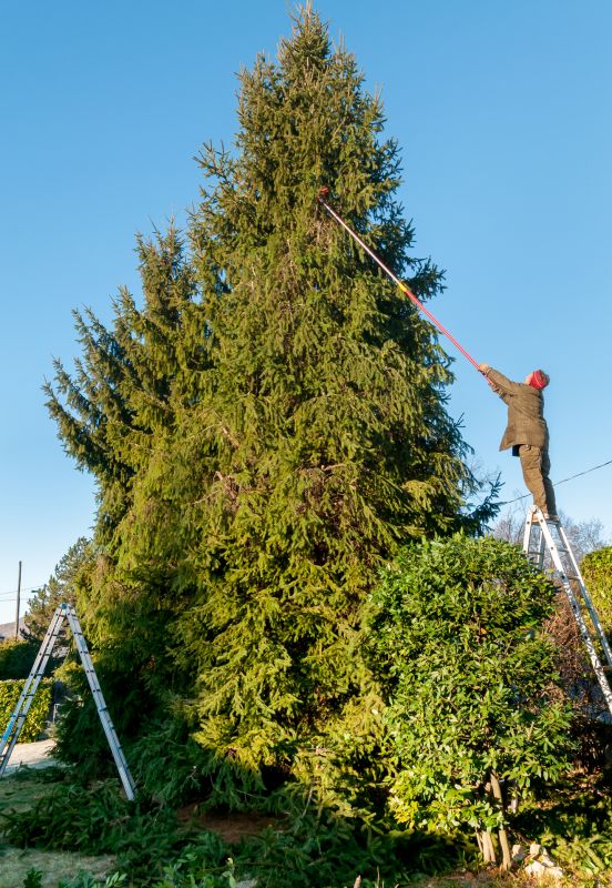 Commercial Tree Trimming