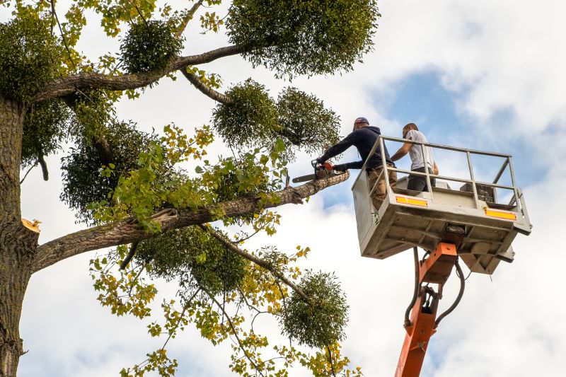 Commercial Tree Trimming