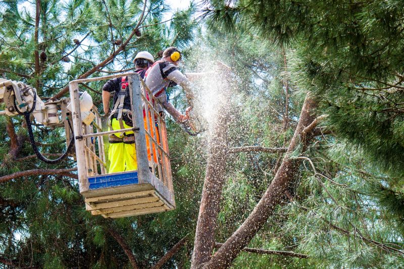 Commercial Tree Trimming