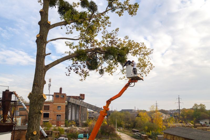 Commercial Tree Trimming