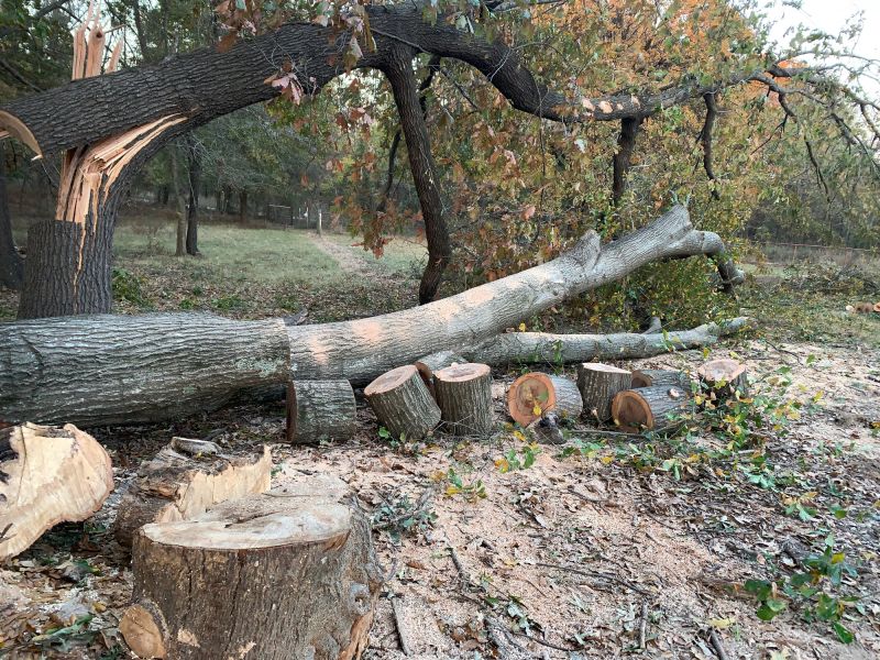 Emergency Tree Service