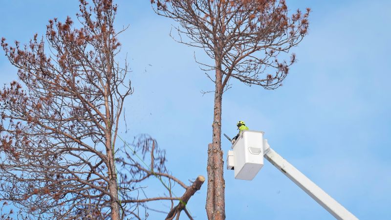 How Commercial Tree Removal Protects Parking Lots And Buildings