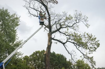 How Dead Or Diseased Trees Can Affect Property Safety