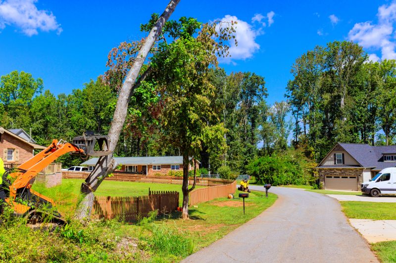 How Dead Or Diseased Trees Can Affect Property Safety