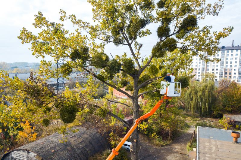 How Overgrown Trees Can Impact Commercial Property Safety