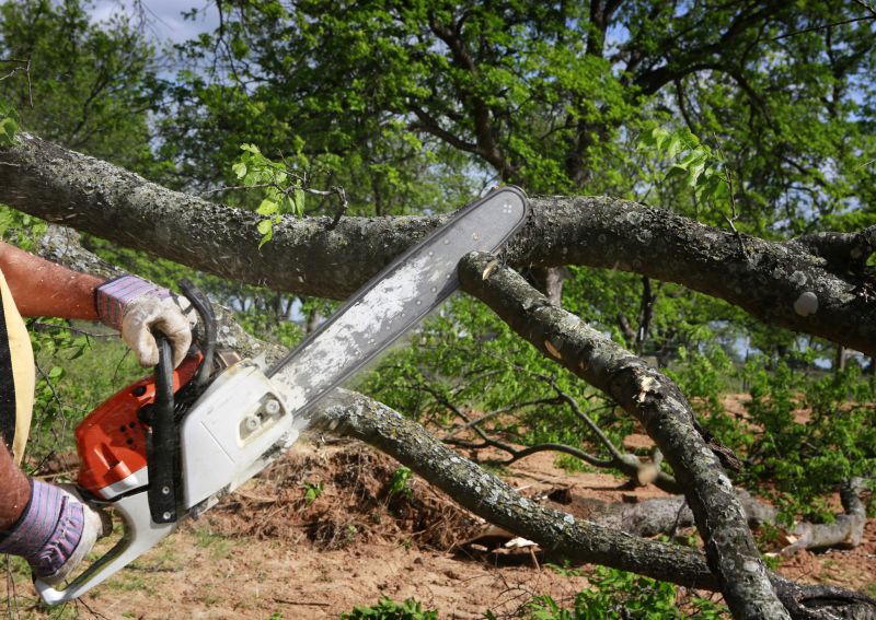 How Professional Tree Services Help After Severe Weather