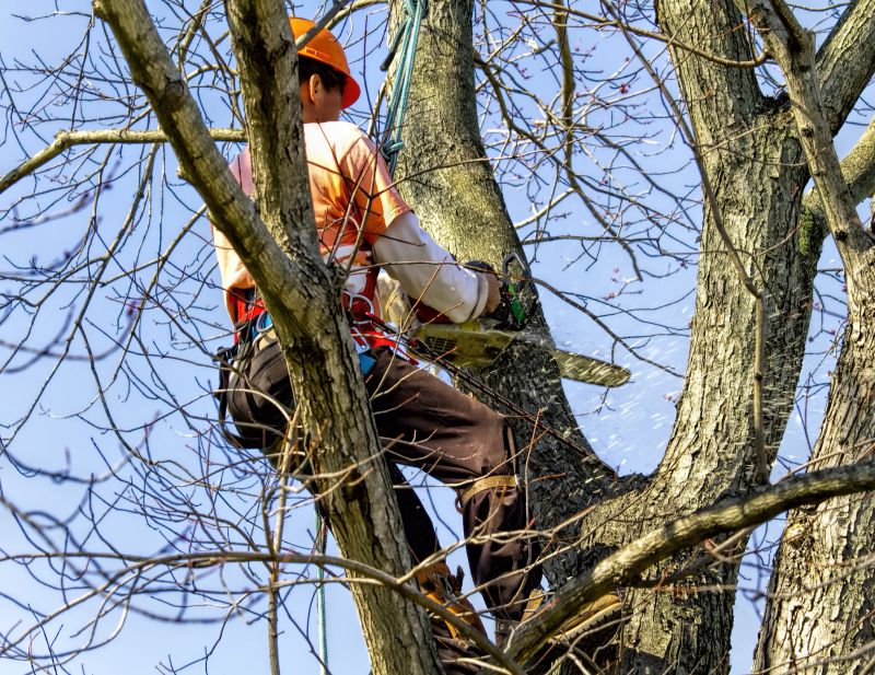 How Professional Tree Services Help After Severe Weather