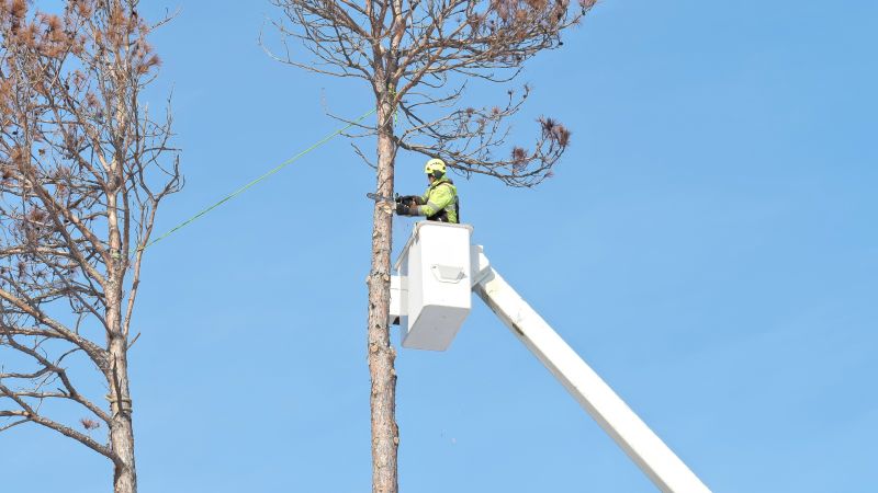 How Professional Tree Services Help After Severe Weather