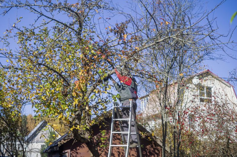 How Regular Tree Trimming Improves Tree Health And Longevity In Bethlehem