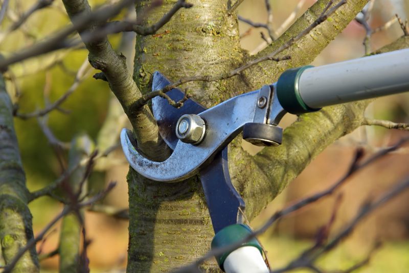 How Regular Tree Trimming Improves Tree Health And Longevity In Bethlehem