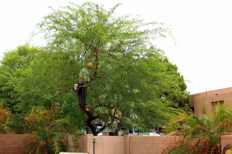 How Regular Tree Trimming Improves Tree Health And Longevity In Bethlehem