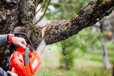 Overgrown Tree Trimming