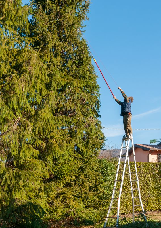 Overgrown Tree Trimming