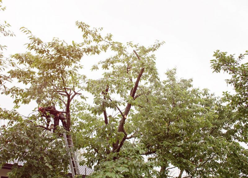 Overgrown Tree Trimming