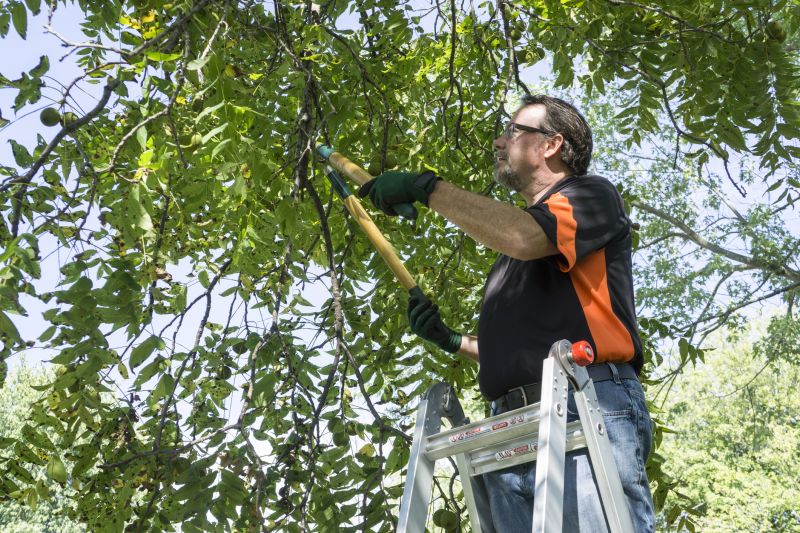 Overgrown Tree Trimming