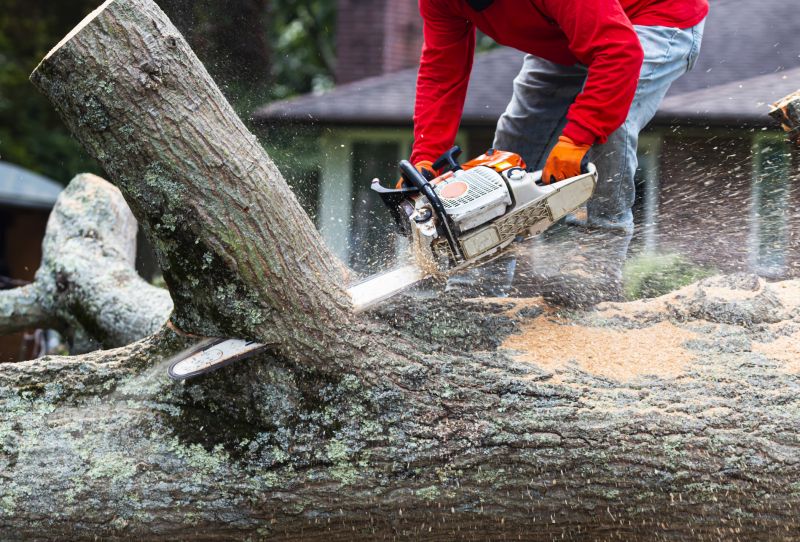 Signs It May Be Time To Remove A Tree From Your Property