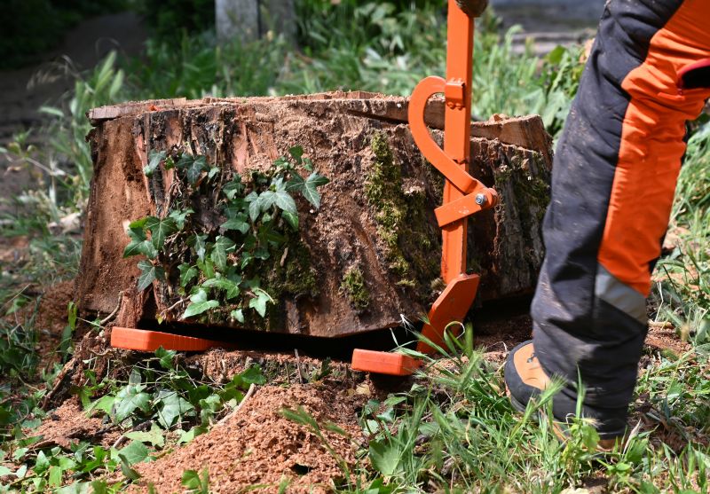 The Benefits Of Professional Stump Grinding For Businesses