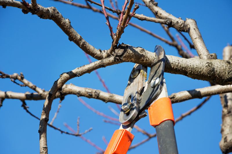 Tree Pruning Service