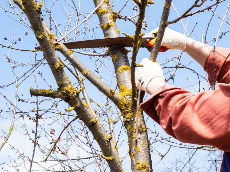 Tree Pruning Service
