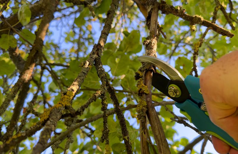 Tree Pruning Service