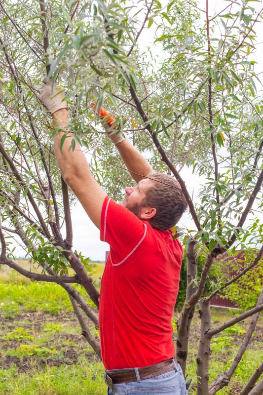 Tree Pruning Service