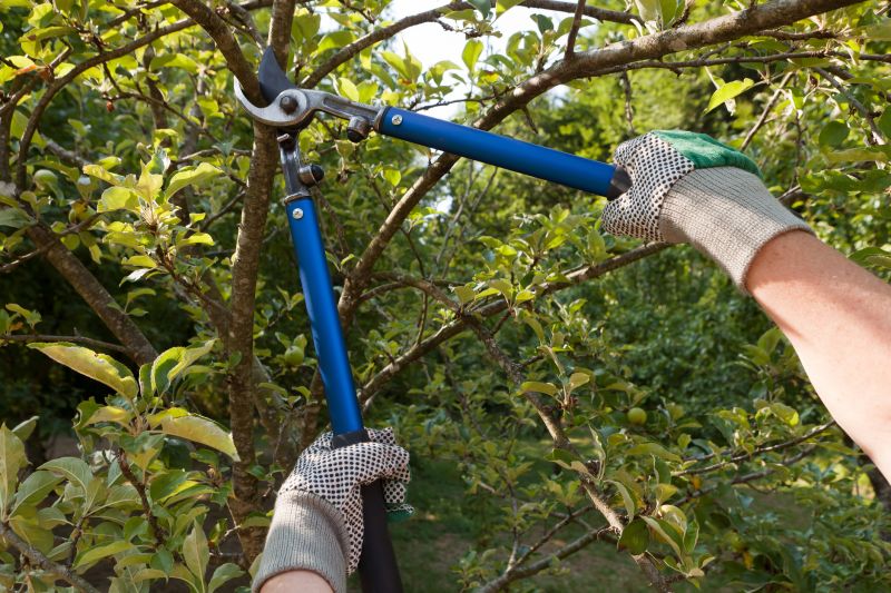 Tree Pruning Service