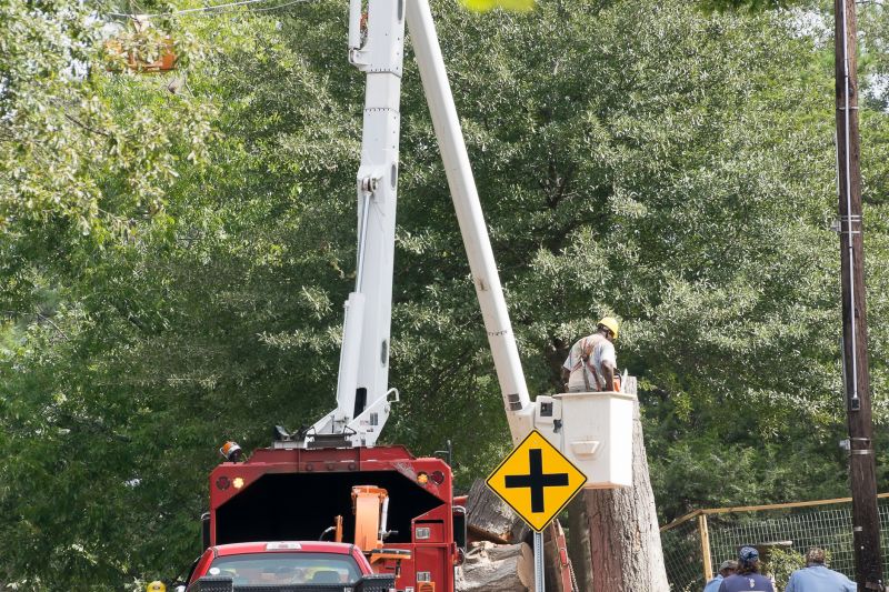 What Causes Trees To Become Hazardous During Storms In Bethlehem