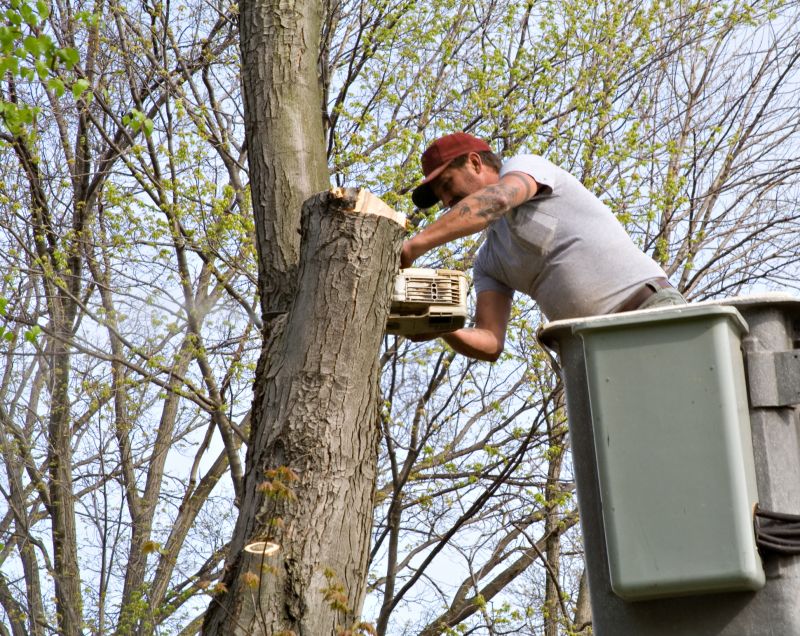 What Causes Trees To Become Hazardous During Storms In Bethlehem