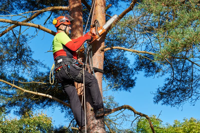 What Causes Trees To Become Hazardous During Storms In Bethlehem