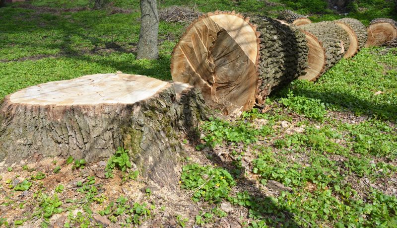What Happens During Commercial Tree Stump Removal