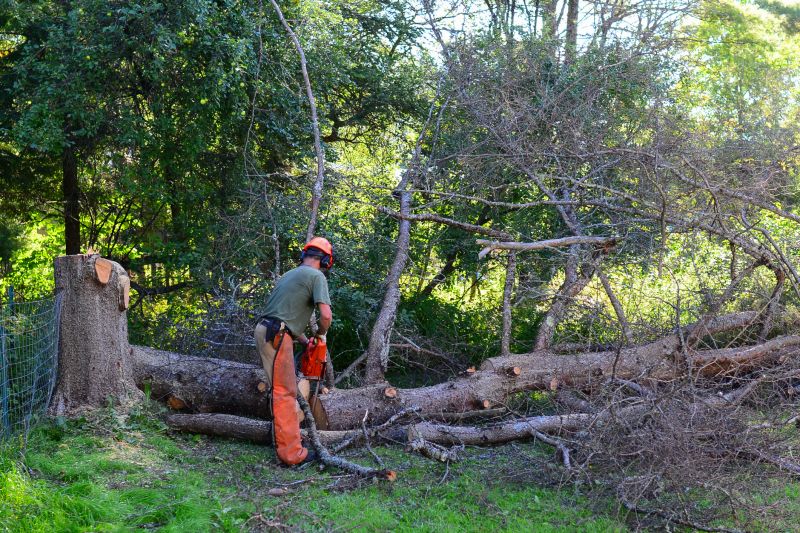 When Emergency Tree Removal Is Necessary After Severe Weather