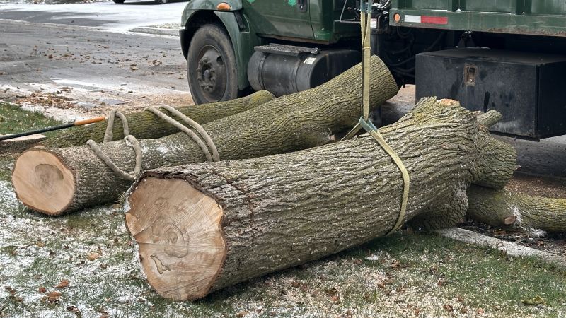 When Emergency Tree Removal Is Necessary After Severe Weather