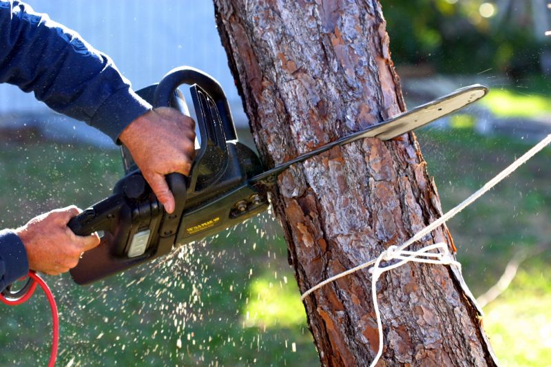 Why Professional Tree Removal Is Important For Aging Trees